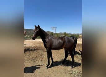 KWPN, Mare, 2 years, 15,2 hh, Bay-Dark