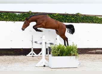 KWPN, Mare, 2 years, 15,3 hh, Brown