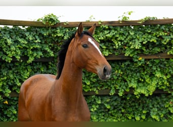 KWPN, Mare, 2 years, 15,3 hh, Brown
