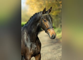 KWPN, Mare, 2 years, 16,1 hh, Brown