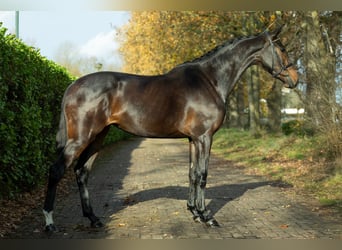 KWPN, Mare, 2 years, 16,1 hh, Brown