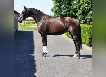 KWPN, Mare, 2 years, 16.1 hh, Smoky-Black