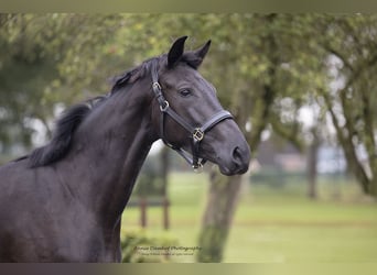 KWPN, Stute, 2 Jahre, 16,2 hh, Dunkelbrauner