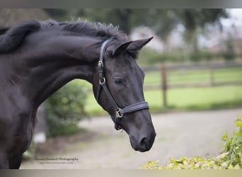 KWPN, Stute, 2 Jahre, 16,2 hh, Dunkelbrauner