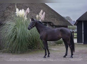 KWPN, Stute, 2 Jahre, 16,2 hh, Dunkelbrauner