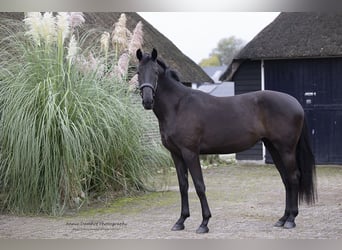 KWPN, Stute, 2 Jahre, 16,2 hh, Dunkelbrauner