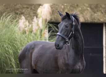 KWPN, Stute, 2 Jahre, 16,2 hh, Dunkelbrauner