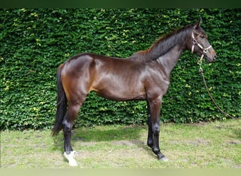 KWPN, Mare, 2 years, 16 hh, Bay-Dark