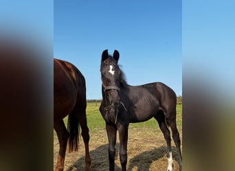 KWPN, Mare, 2 years, 16 hh, Black
