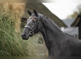 KWPN, Mare, 2 years, 16 hh, Black
