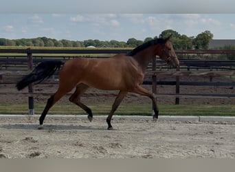 KWPN, Mare, 2 years, 16 hh, Brown
