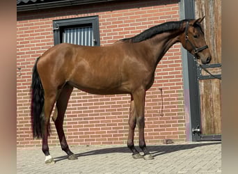 KWPN, Mare, 2 years, 16 hh, Brown