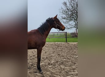 KWPN, Mare, 2 years, 16 hh, Brown