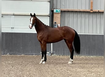 KWPN, Mare, 2 years, 16 hh, Brown