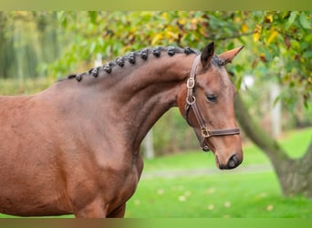 KWPN, Mare, 2 years, 16,1 hh, Brown