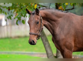KWPN, Mare, 2 years, 16,1 hh, Brown