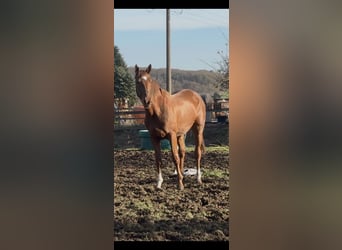 KWPN, Mare, 2 years, 16,1 hh, Chestnut-Red