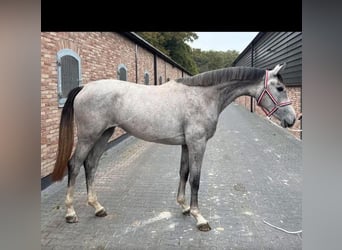 KWPN, Mare, 2 years, 16,1 hh