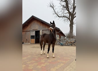 KWPN, Mare, 2 years, 16,2 hh, Brown
