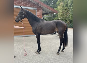KWPN, Mare, 2 years, 17 hh, Bay-Dark