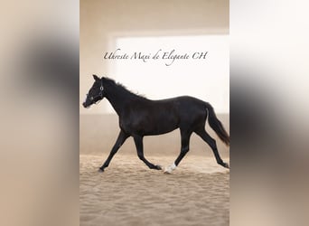 KWPN, Mare, 2 years, 17 hh, Chestnut