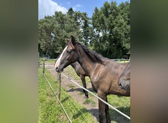 KWPN, Mare, 2 years, 17 hh, Chestnut