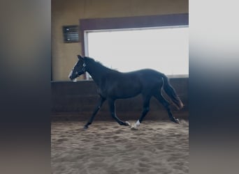 KWPN, Mare, 2 years, 17 hh, Chestnut