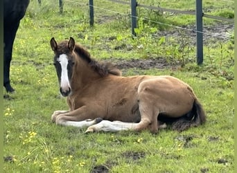 KWPN, Mare, 2 years, 17 hh, Chestnut
