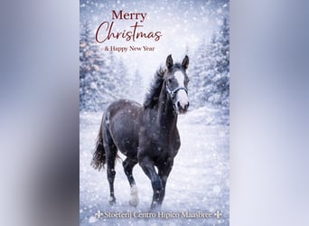 KWPN, Mare, 2 years, 17 hh, Chestnut