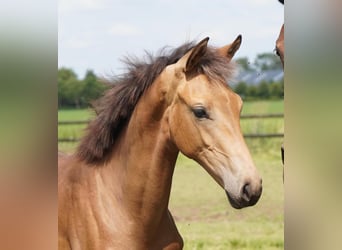 KWPN, Mare, 2 years, Buckskin