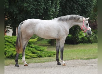 KWPN, Mare, 2 years