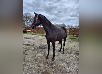 KWPN, Mare, 2 years, Smoky-Black