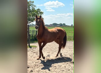 KWPN, Mare, 2 years, Sorrel