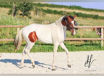 KWPN, Mare, 2 years, Tobiano-all-colors