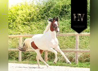 KWPN, Mare, 2 years, Tobiano-all-colors
