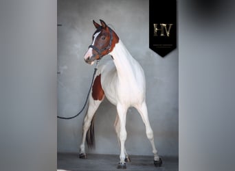 KWPN, Mare, 2 years, Tobiano-all-colors