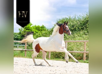 KWPN, Mare, 2 years, Tobiano-all-colors