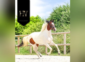 KWPN, Mare, 2 years, Tobiano-all-colors
