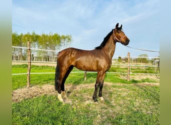 KWPN, Mare, 3 years, 14.2 hh, Chestnut-Red