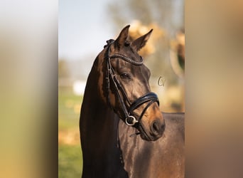 KWPN, Mare, 3 years, 15.1 hh, Bay-Dark