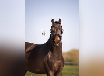KWPN, Mare, 3 years, 15.1 hh, Bay-Dark