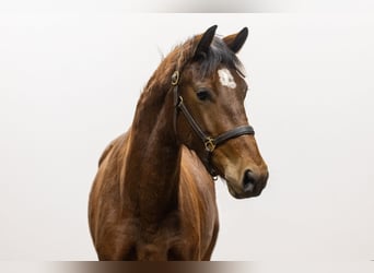 KWPN, Mare, 3 years, 15,1 hh, Brown