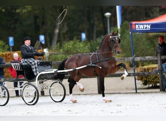 KWPN, Mare, 3 years, 15.2 hh, Bay