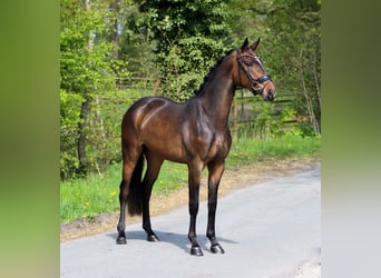 KWPN, Mare, 3 years, 15.2 hh, Bay-Dark