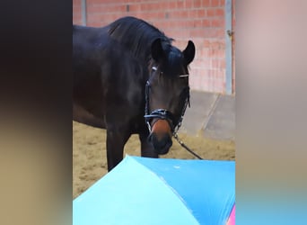 KWPN, Mare, 3 years, 15.2 hh, Bay-Dark