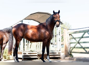 KWPN, Mare, 3 years, 15.2 hh, Bay-Dark