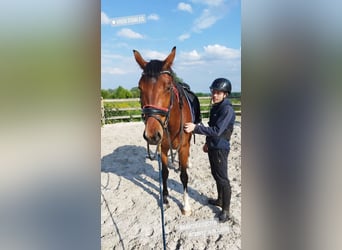 KWPN, Mare, 3 years, 15.2 hh, Bay-Dark