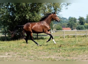 KWPN, Mare, 3 years, 15.2 hh, Bay-Dark