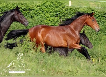 KWPN, Mare, 3 years, 15.2 hh, Brown