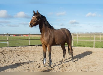 KWPN, Mare, 3 years, 15.2 hh, Brown